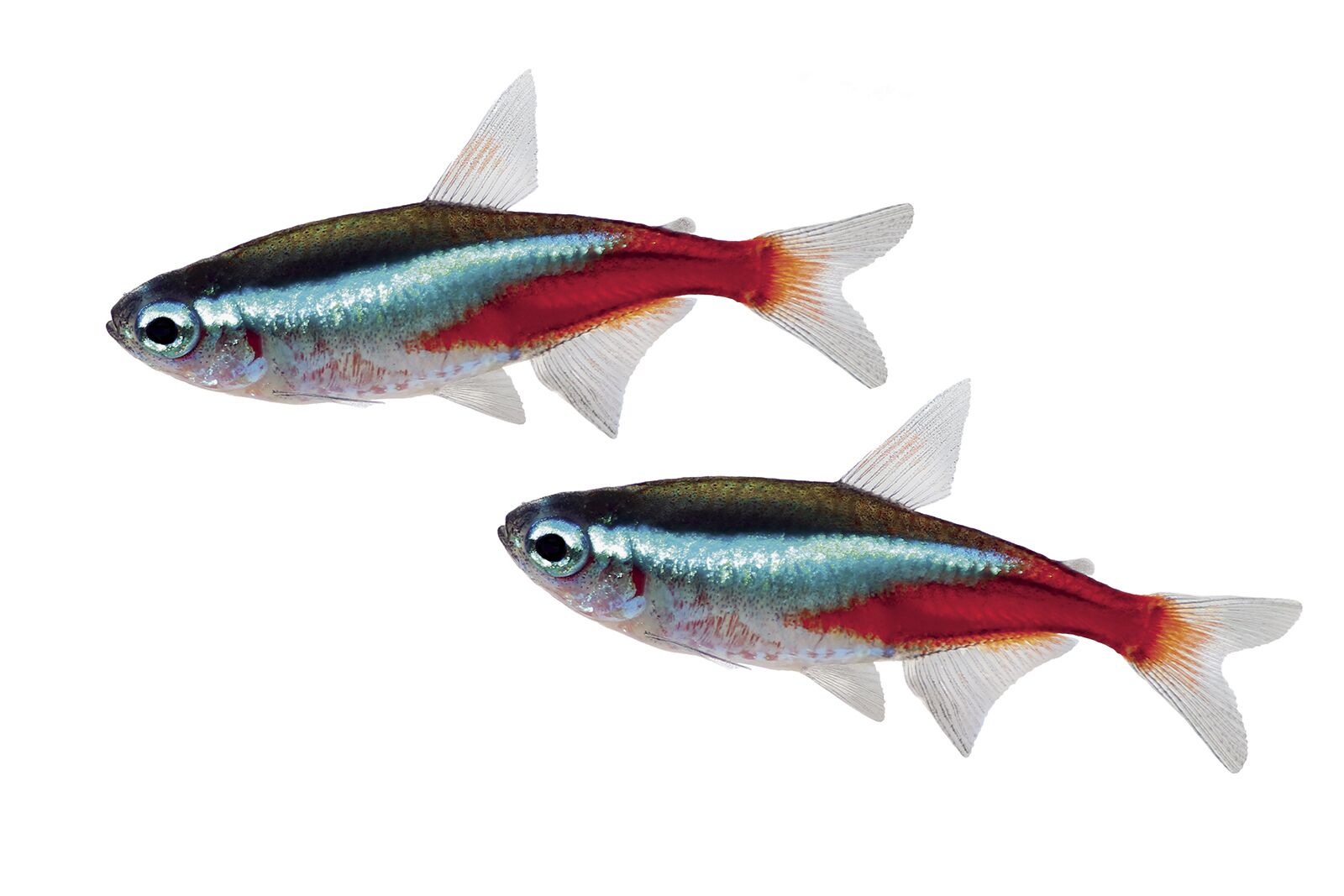 CARDINALTETRAC.jpg